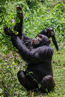 Chimpanzee Prints: Eastern chimpanzee (Pan troglodytes schweinfurthii) picking leaves from a vine