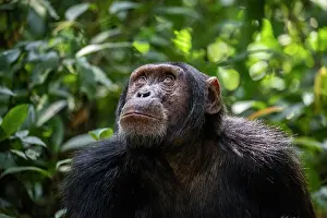 Chimpanzee Prints: Eastern chimpanzee (Pan troglodytes schweinfurthii) portrait
