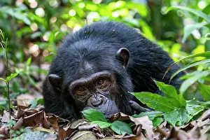 Lying Down Prints: Eastern chimpanzee (Pan troglodytes schweinfurthii) resting on forest floor