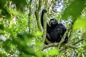 Chimpanzee Prints: Eastern chimpanzee (Pan troglodytes schweinfurthii) sitting in tree