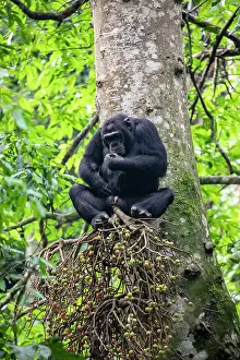 Chimpanzee Prints: Eastern chimpanzee (Pan troglodytes schweinfurthii) sitting in tree