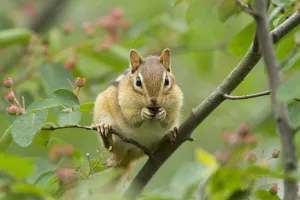 North American Wildlife Prints: Eastern Chipmunk (Tamias striatus) feeding on Shadblow Serviceberry (Amelanchier