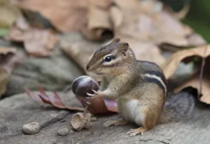 Eastern Usa Prints: Eastern chipmunk (Tamias striatus) gathering chestnuts, Chestnut Hill, Philadelphia
