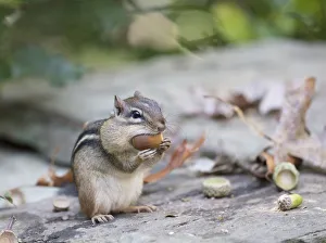Eastern chipmunk (Tamias striatus) gathering white oak acorns in cheek pouch, Chestnut Hill