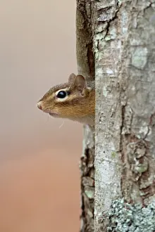 Sciuridae Prints: Eastern chipmunk (Tamias striatus) peering out from tree hole