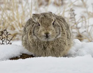 Huddled Prints: Eastern cottontail rabbit (Sylvilagus floridanus) huddled for warmth in the snow