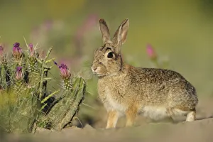 Lagomorphs Prints: Eastern Cottontail (Sylvilagus floridanus) adult. Laredo, Webb County, South Texas