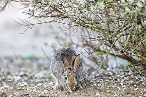 Cottontail Rabbit Prints: Eastern cottontail (Sylvilagus floridanus) foraging under bush