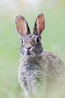Catalogue8 Prints: Eastern cottontail (Sylvilagus floridanus) Laredo Borderlands, Texas, USA. April