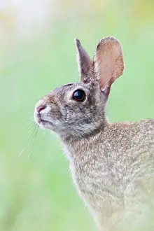 Animal Ears Prints: Eastern cottontail (Sylvilagus floridanus) portrait