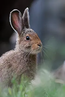 Animal Ears Prints: Eastern cottontail (Sylvilagus floridanus) portrait, Montana, USA. July