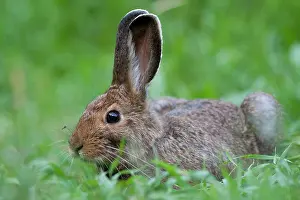 Eastern cottontail (Sylvilagus floridanus) resting in grass, Montana, USA. July