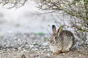 Cottontail Rabbit Prints: Eastern cottontail (Sylvilagus floridanus) sitting under bush