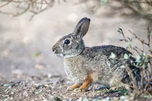 Cottontail Rabbit Prints: Eastern cottontail (Sylvilagus floridanus) sitting under bush