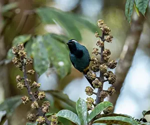 Fruit Prints: Eastern crested berrypecker (Paramythia montium) feeding on Umbrella fruit tree