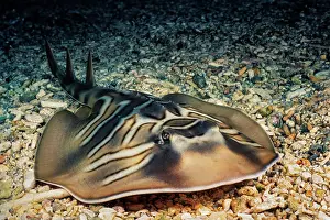 Rays Prints: Eastern fiddler ray (Trygonorrhina fasciata) resting on seabed
