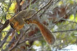 Alien Species Prints: Eastern fox squirrel (Sciurus niger) sitting on branch feeding