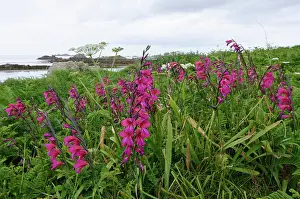 Alien Species Prints: Eastern gladiolus (Gladiolus communis byzantinus) in flower