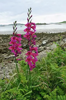 Alien Species Prints: Eastern gladiolus (Gladiolus communisbyzantinus) in flower