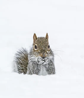 Eastern Gray Squirrel (Sciurus carolinensis) feeding in snow, Acadia National Park