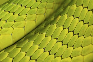 Eastern green mamba {Dendroaspis angusticeps} skin detail, captive, from East Africa