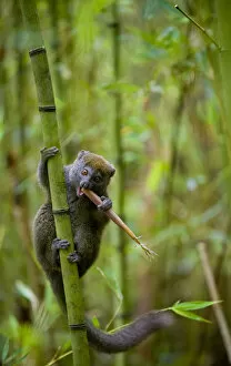 2009 Highlights Gallery: Eastern Grey Bamboo Lemur (Hapalemur griseus) feeding on bamboo shoot, Andasibe-Mantadia