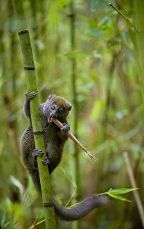 Habitat Prints: Eastern Grey Bamboo Lemur (Hapalemur griseus) feeding on bamboo shoot, Andasibe-Mantadia