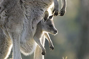 Australia Gallery: Eastern grey kangaroo (Macropus giganteus) with joey in pouch, Australian Capital Territory