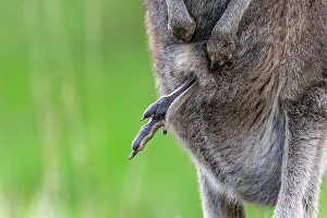 Captive Prints: Eastern grey kangaroo (Macropus giganteus) female with joey's legs sticking out of pouch
