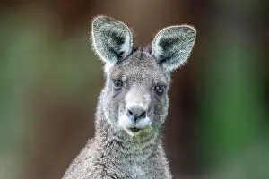 Captive Prints: Eastern grey kangaroo (Macropus giganteus) head portrait