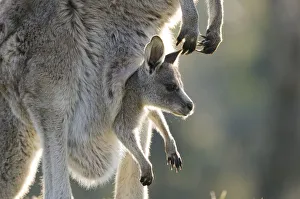 Eastern grey kangaroo (Macropus giganteus) with joey in pouch, Australian Capital Territory
