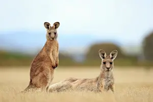 Marsupialia Prints: Eastern grey kangaroo (Macropus giganteus) joey standing next to resting female in coastal grasslands