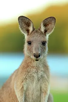 Marsupialia Prints: Eastern grey kangaroo (Macropus giganteus) juvenile