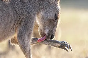 Grooming Prints: Eastern grey kangaroo (Macropus giganteus) licking its forearm