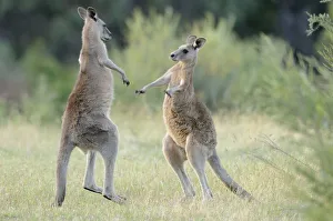 Dominance Prints: Eastern grey kangaroo (Macropus giganteus) two males boxing, Australian Capital Territory