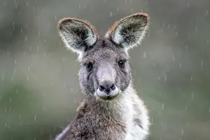 Captive Prints: Eastern grey kangaroo (Macropus giganteus) in the rain