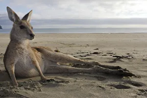 Relaxing Prints: Eastern grey kangaroo (Macropus giganteus) resting on beach, Queensland, Australia