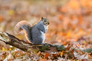London Prints: Eastern grey squirrel (Sciurus carolinensis) perched on dead branch in leaf litter in