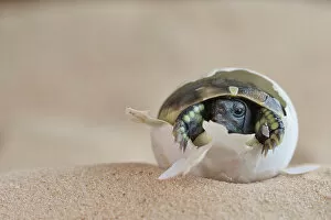 Images Dated 27th June 2022: Eastern Hermann's tortoise (Testudo hermanni boettgeri) hatching from egg