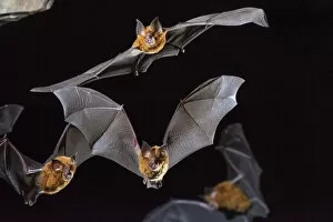 Images Dated 11th January 2022: Eastern horseshoe bat (Rhinolophus megaphyllus) colony flying out from an abandoned mine in late