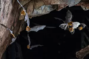 Images Dated 11th January 2022: Eastern horseshoe bat (Rhinolophus megaphyllus) colony flying out from an abandoned mine in late