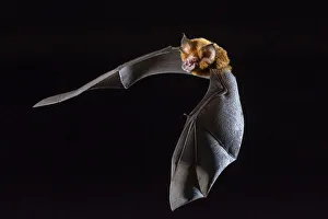 Twilight Prints: Eastern horseshoe bat (Rhinolophus megaphyllus) flying out from an abandoned mine in late evening
