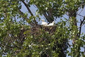 Images Dated 5th June 2008: Two Eastern imperial eagle (Aquila heliaca) chicks in the nest, East Slovakia, Europe
