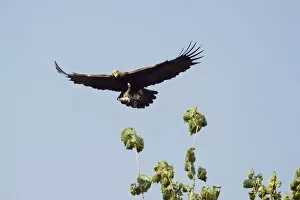 Images Dated 11th June 2008: Eastern imperial eagle (Aquila heliaca) carrying Hare prey in flight, East Slovakia
