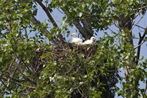 Chicks Prints: Two Eastern imperial eagle (Aquila heliaca) chicks in the nest, East Slovakia, Europe
