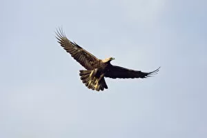 Images Dated 10th June 2008: Eastern imperial eagle (Aquila heliaca) in flight, East Slovakia, Europe, June 2008