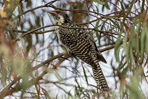 New South Wales Prints: Eastern koel (Eudynamys orientalis) female