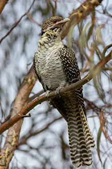 New South Wales Prints: Eastern koel (Eudynamys orientalis) female