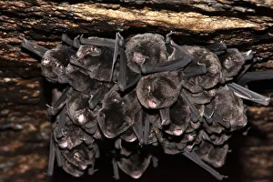 Muscomorpha Prints: Eastern long fingered bat (Miniopterus orianae oceanensis
