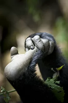 Images Dated 7th August 2010: Eastern lowland gorilla (Gorilla beringei graueri) hand and foot of young gorilla